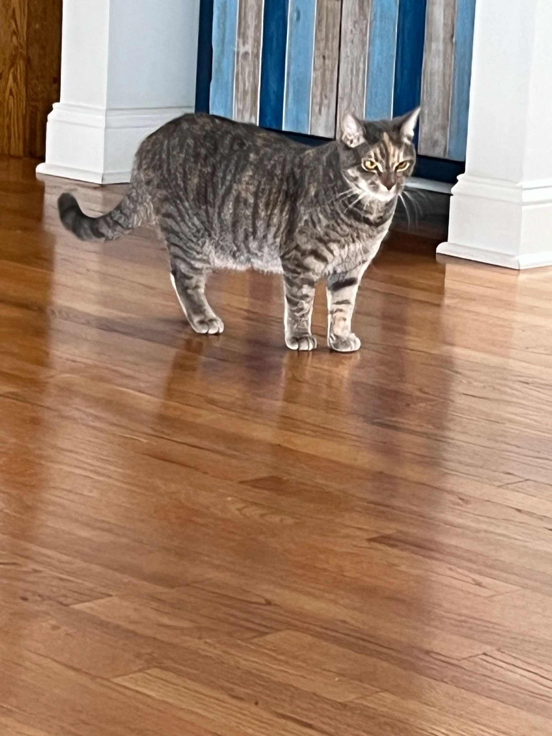 Tabby cat on hardwood floor