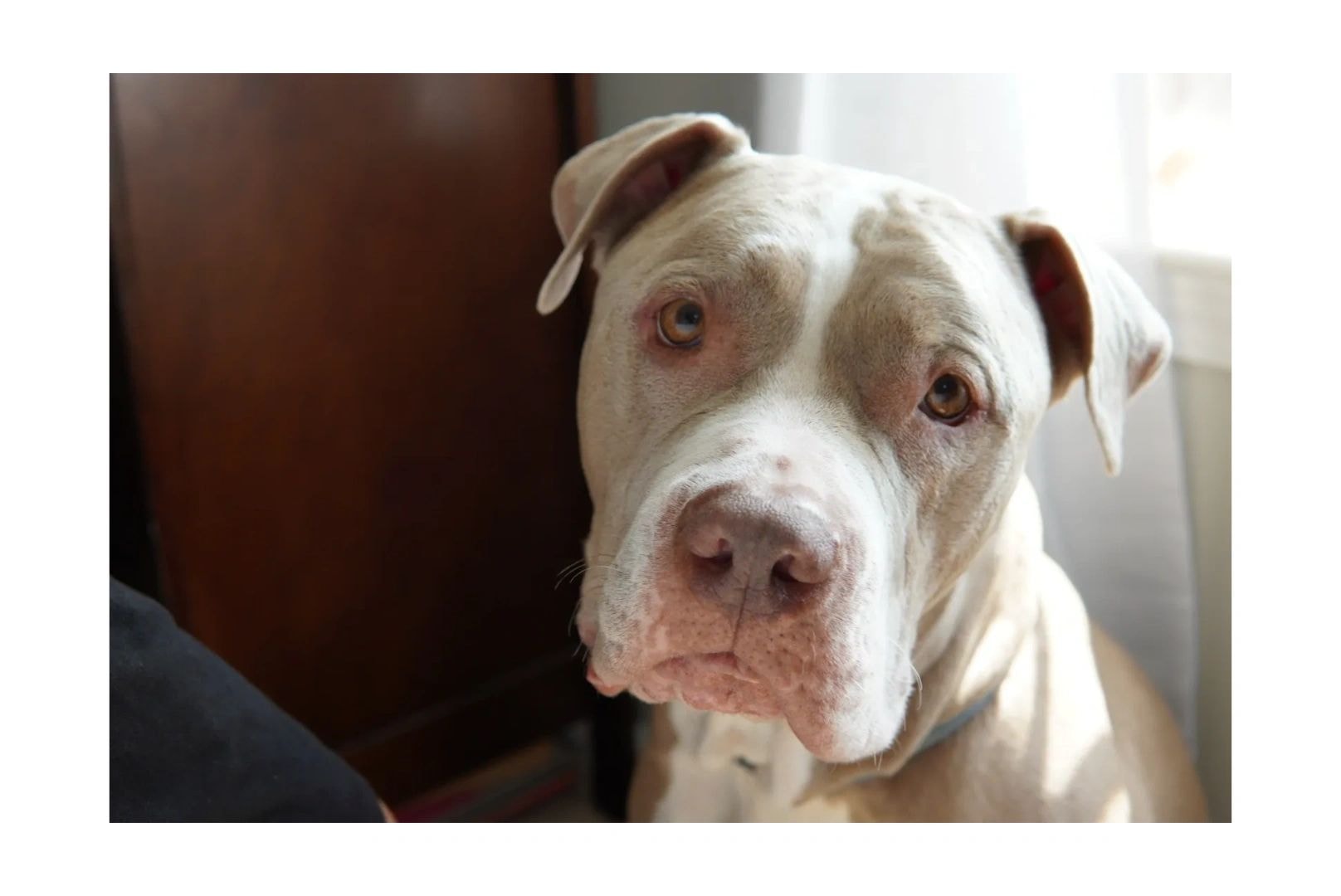 White dog portrait