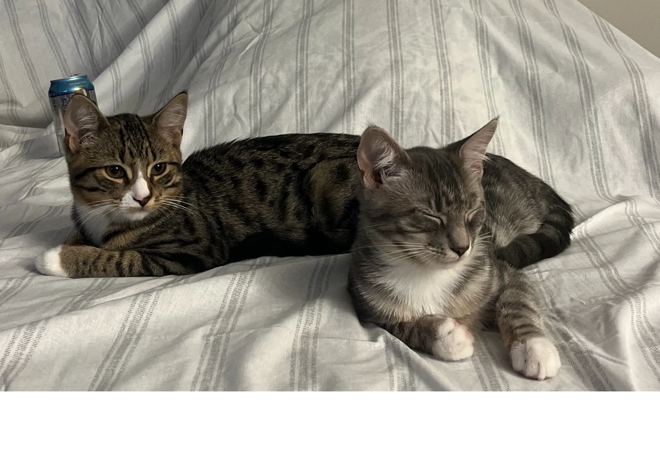 Two tabby kittens on a bed
