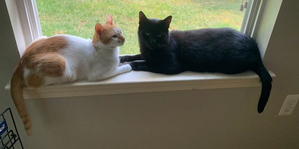 Two cats on a windowsill