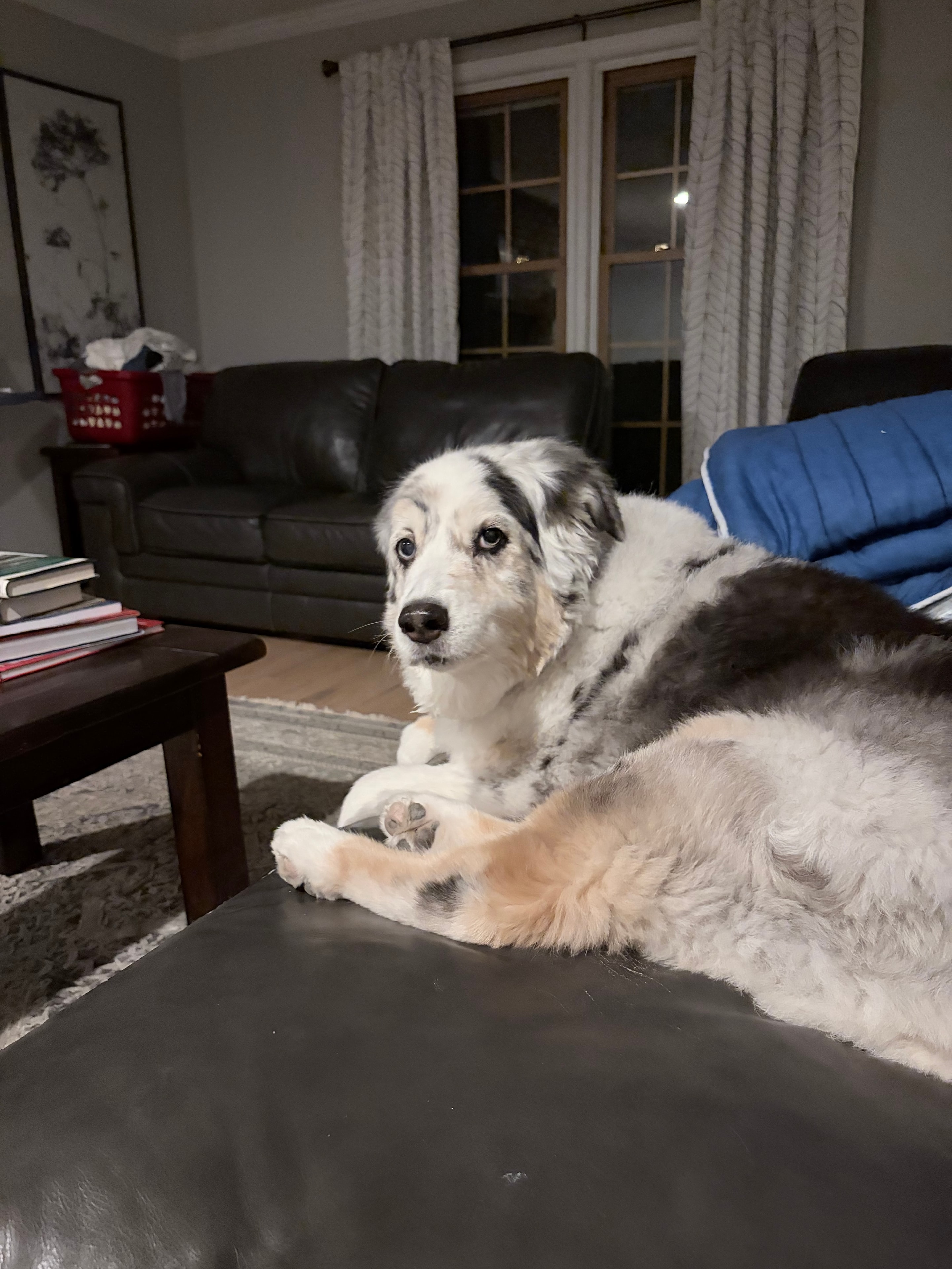 Relaxed dog at home