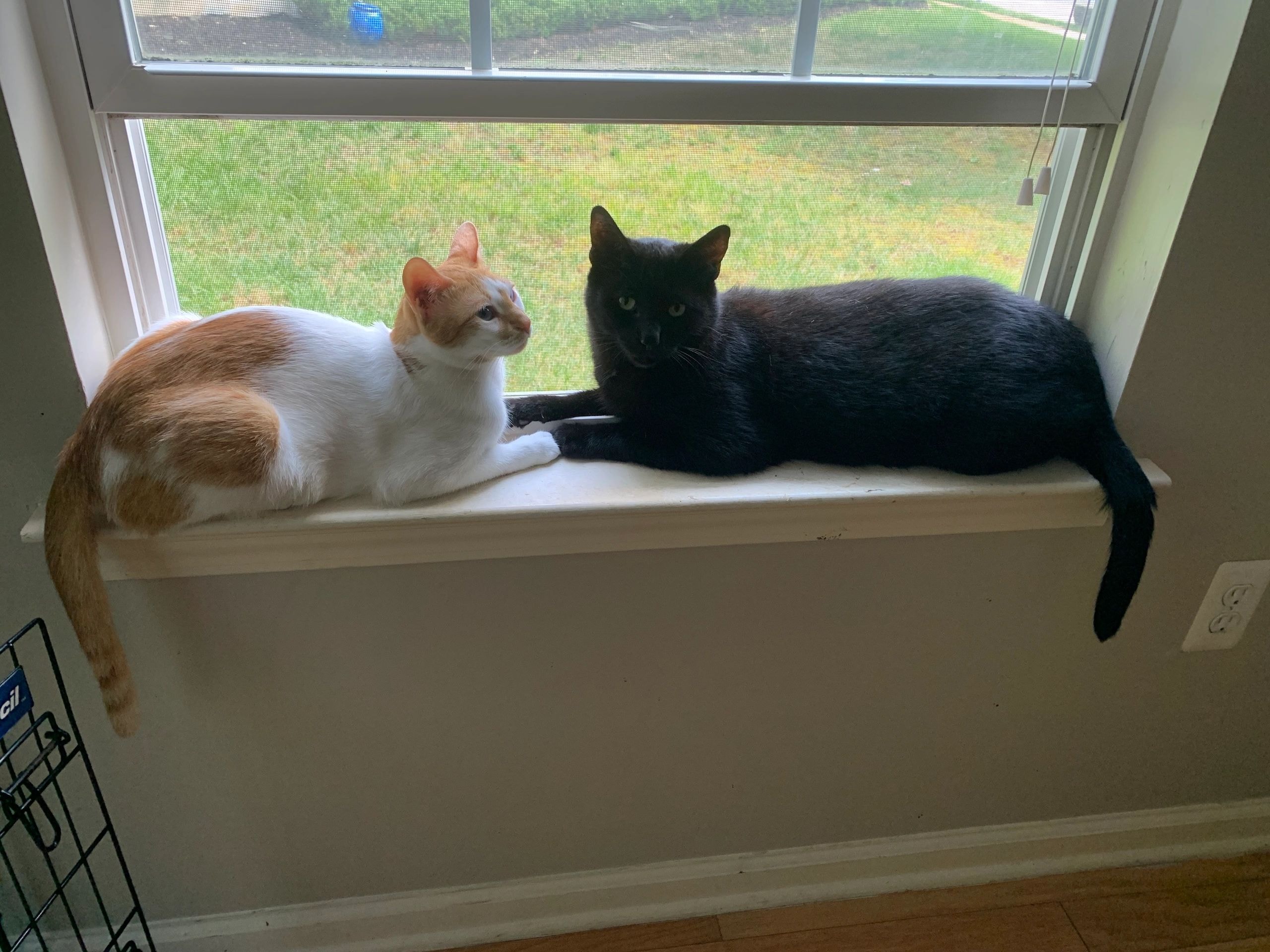 Two cats on a windowsill