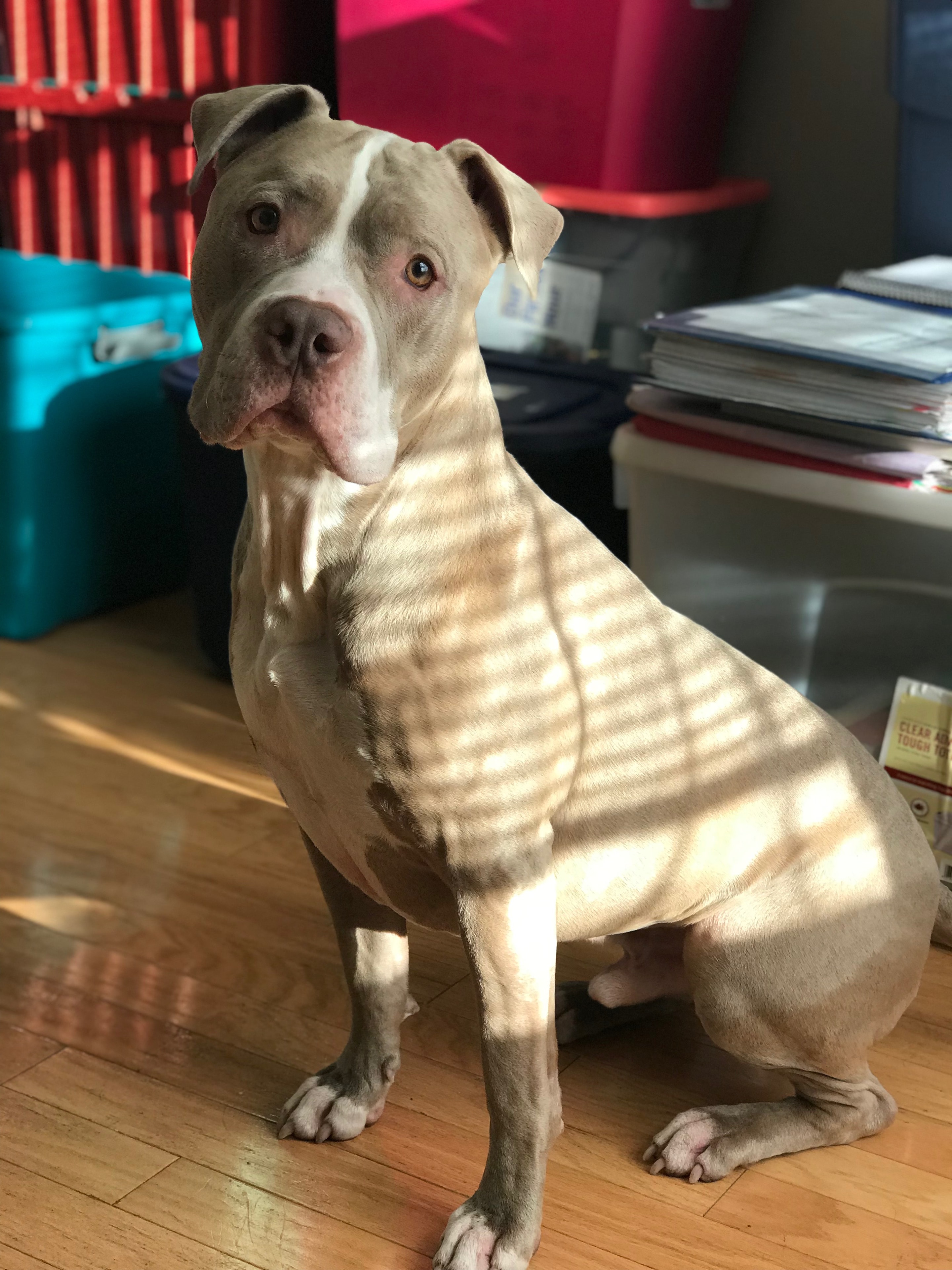 Dog portrait
